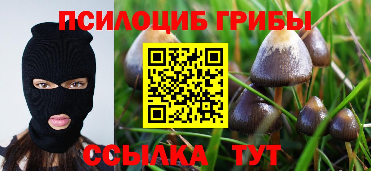 Псилоцибиновые грибы Psilocybe Северобайкальск